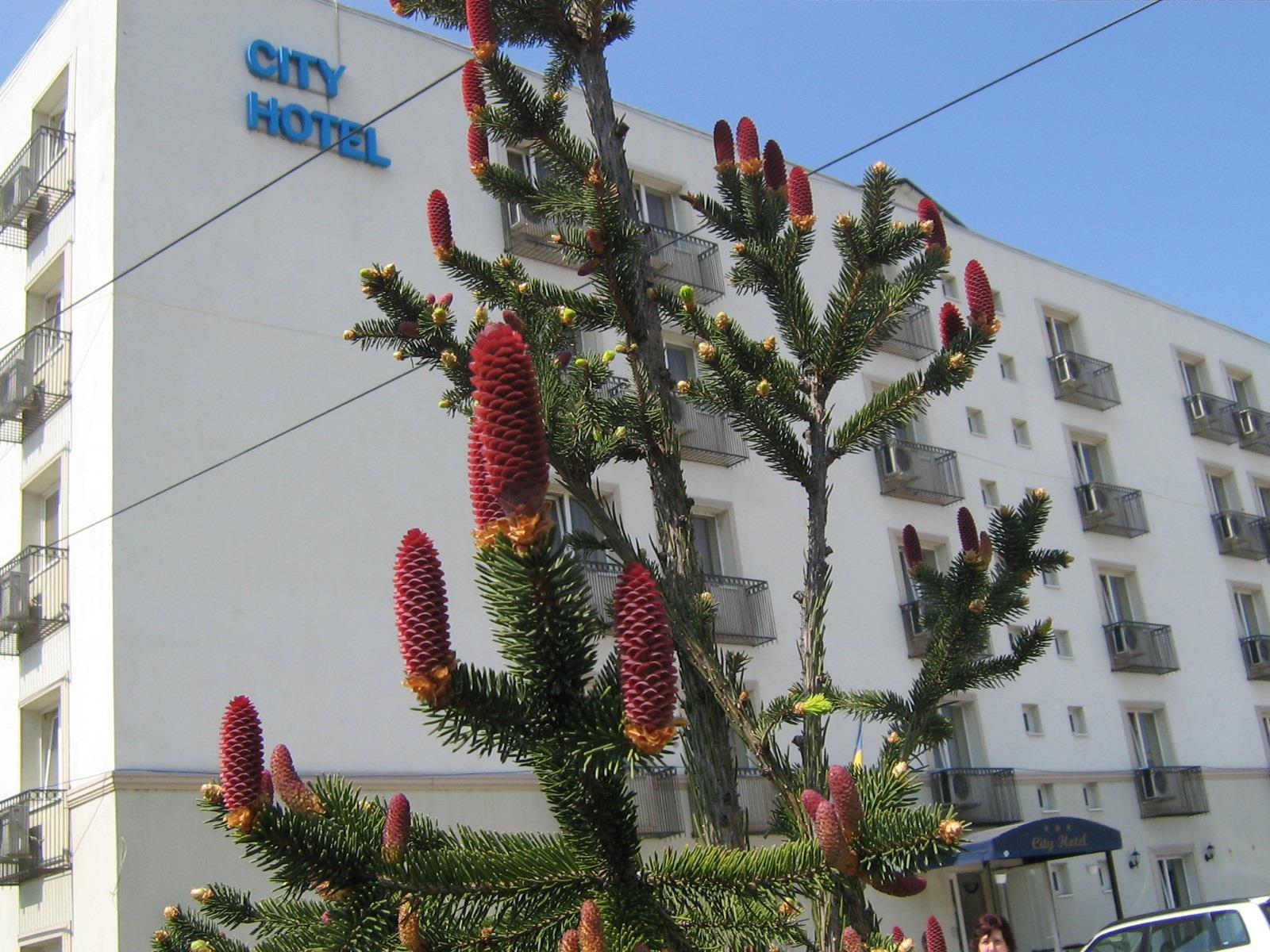 City Hotel Bükreş Dış mekan fotoğraf